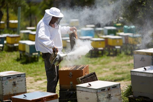 Tsigenis Beekeeping