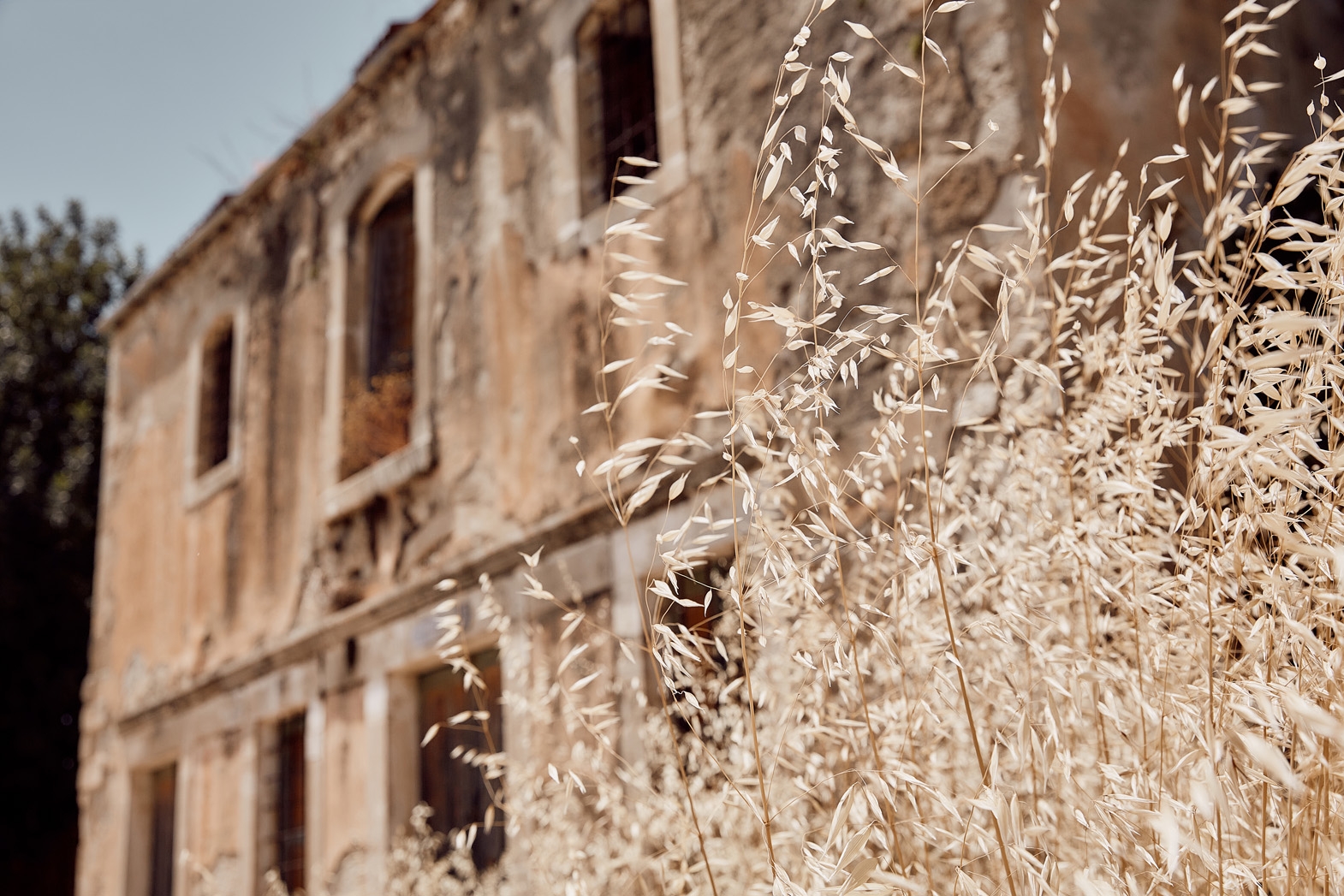 Seven Olea - Crowers  Estate-6