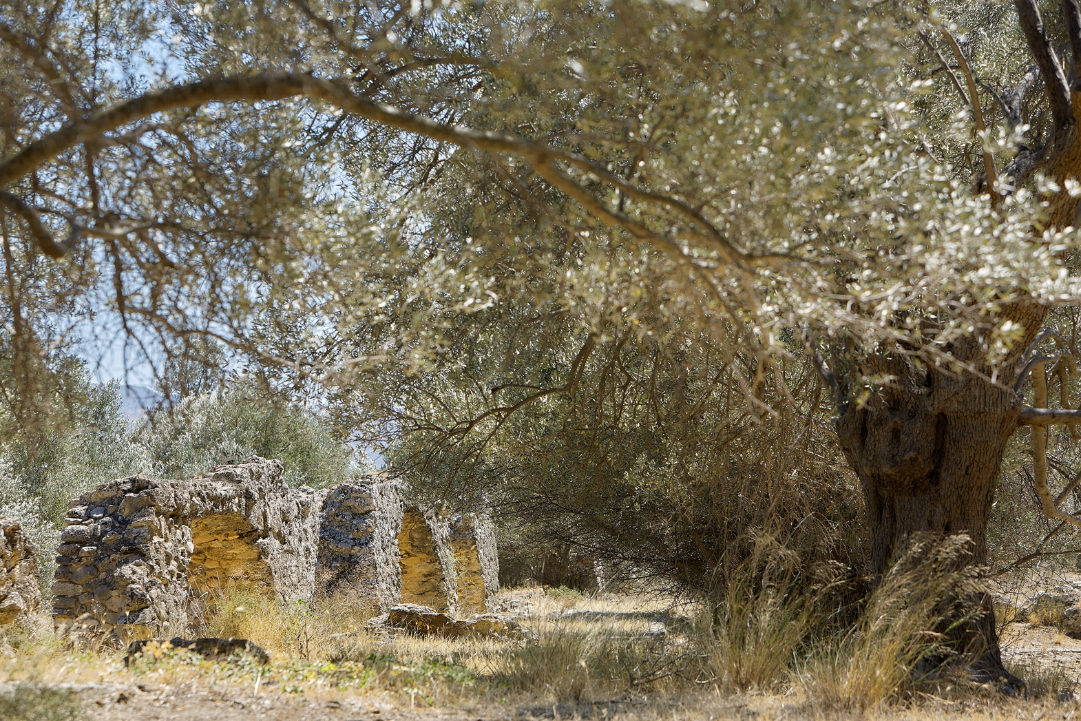 Seven Olea - Crowers  Estate-9