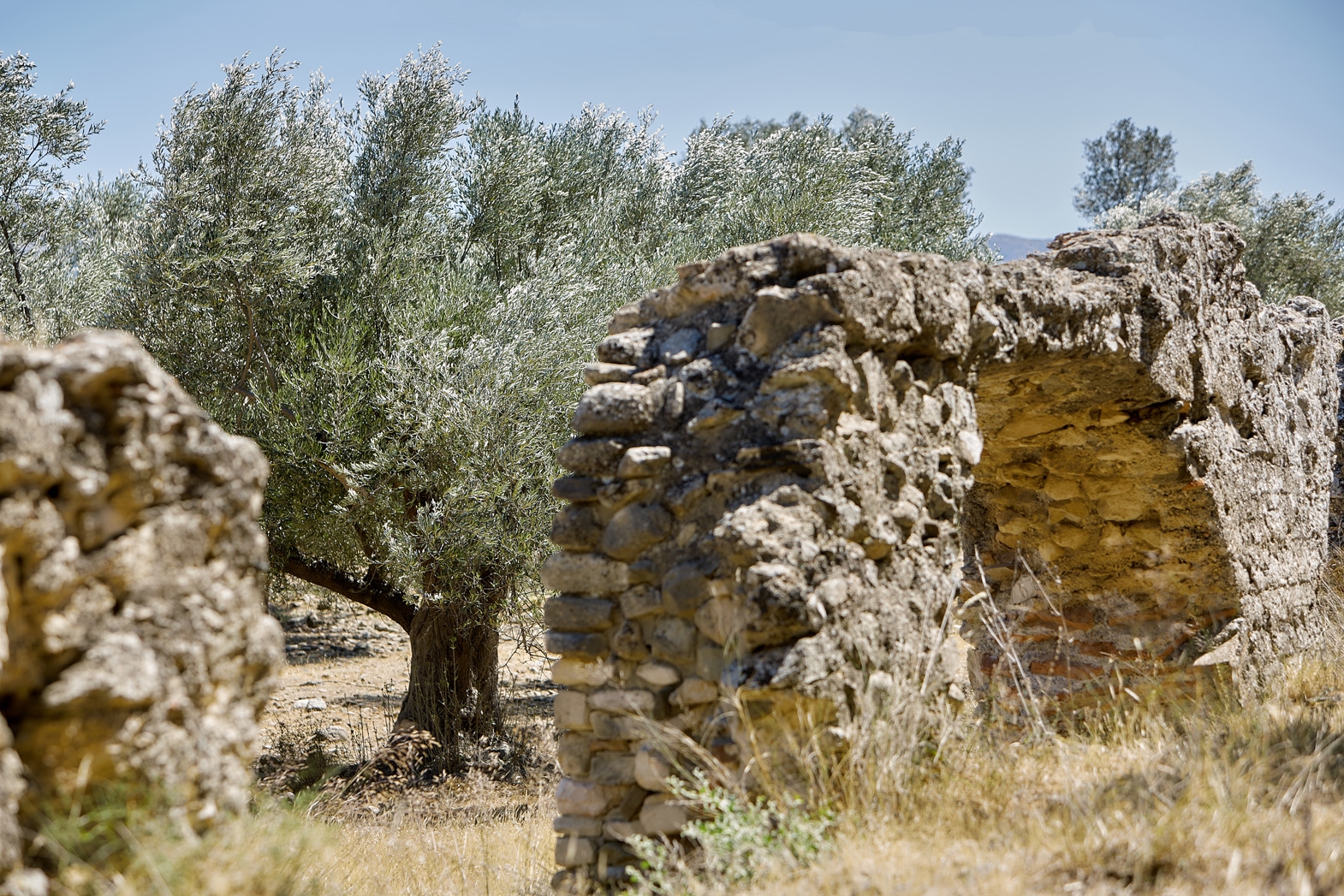 Seven Olea - Crowers  Estate-10