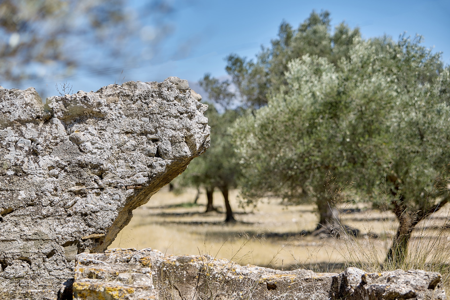 Seven Olea - Crowers  Estate-11