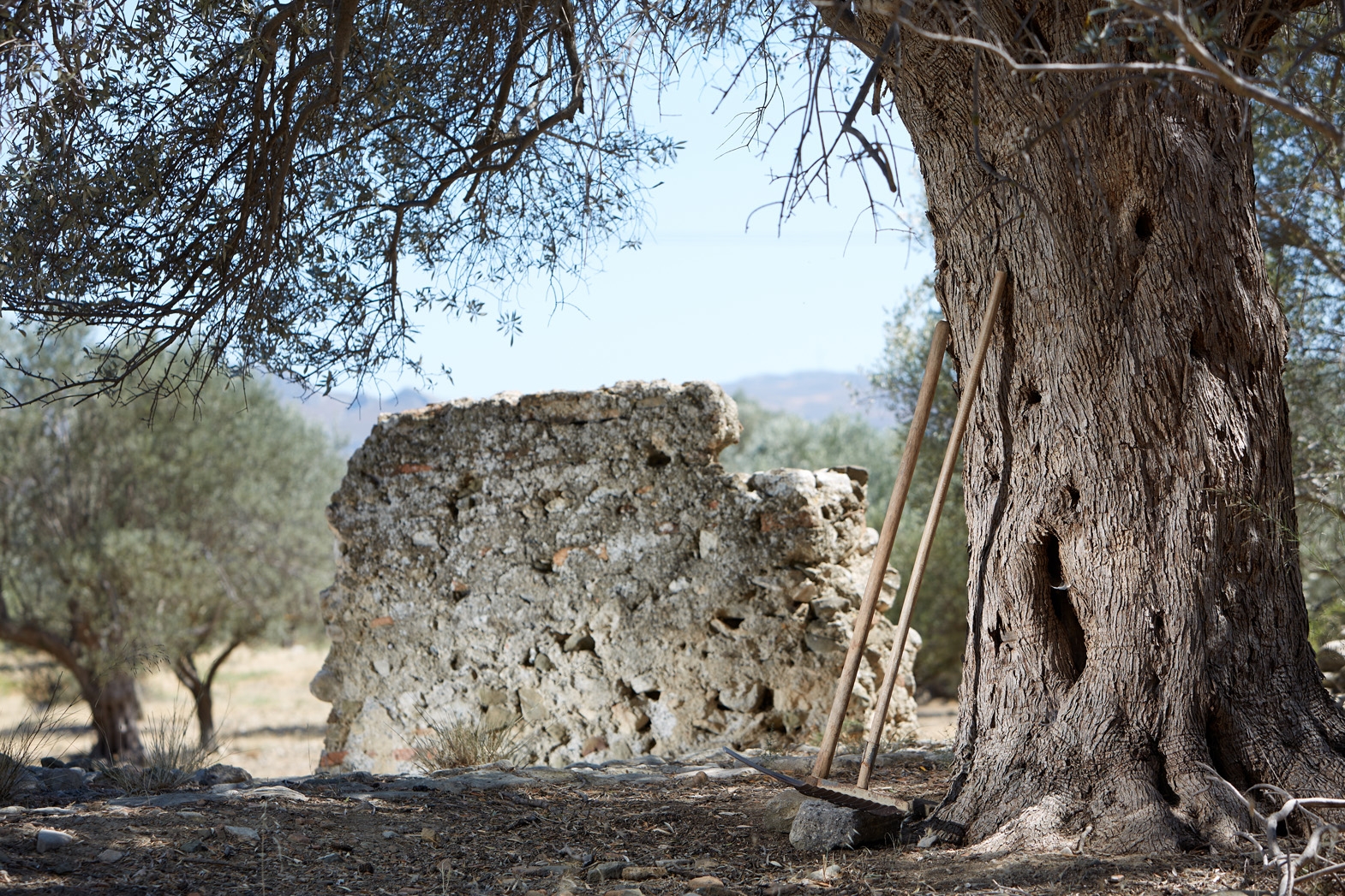 Seven Olea - Crowers  Estate-12